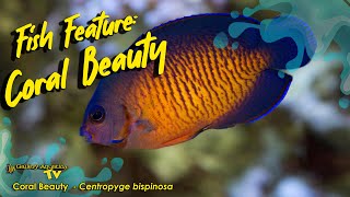 Fish Feature  Coral Beauty Centropyge bispinosa [upl. by Las961]