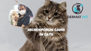 Microsporum Canis In Cats  A VeterniaryDermatology Perspective [upl. by Daph]