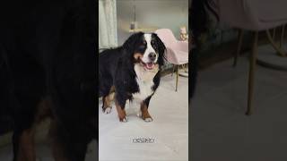 Met berne mountain dog in salon shanghai pets bernesemountaindog [upl. by Shawnee939]