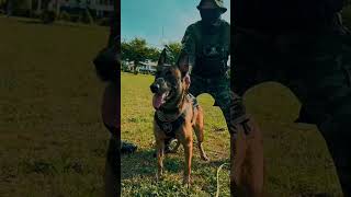 JEMMY shorts music remix k9 belgianmalinois k9training malinois [upl. by Sharai249]