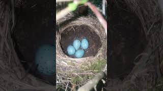 song thrush nest and eggs [upl. by Jak775]