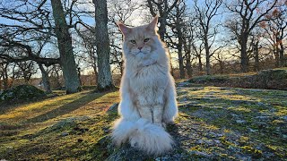 Maine Coon Adventures Livestream  The Castle Forest [upl. by Siugram]