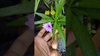 Mexican petunia flower growingminivlog petunia [upl. by Chastain]