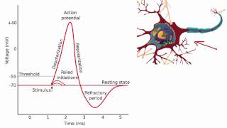 012 The Absolute and Relative Refractory Periods [upl. by Suivat]