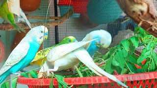 Budgies eating food  birds breeding  Happy Life of Parakeet [upl. by Eniamraj]