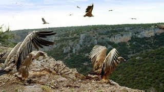 Griffon Vultures Depend on the Sun to Fly Why [upl. by Opiak5]