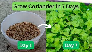 How To Grow Coriander in 7 Days At Home [upl. by Ribaudo]