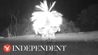 Skunk breaks into dance in bizarre spectacle captured on surveillance camera [upl. by Notxed]