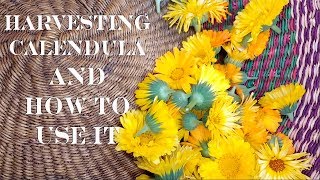 Harvesting Calendula PLUS 6 Ways on How to Use Calendula [upl. by Nickola533]