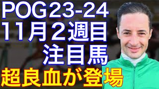 【POG2324】11月２週目デビューの注目新馬を紹介【遅れてきた超良血！ルメールＪが大暴れの予感⁉︎】 [upl. by Ahsimac]