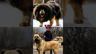 Tibetan Mastiff VS kangal youtubeshorts dog viral [upl. by Atival453]