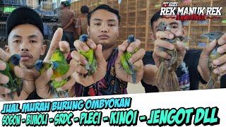 JUAL MURAH BURUNG OMBYOKAN  SOGON  BIMOLI  SRDC  PLECI  KINOI  JENGOT DLL [upl. by Eerazed183]