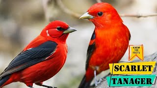 Scarlet Tanager  Facts About The Striking Scarlet Tanager Bird [upl. by Mersey334]