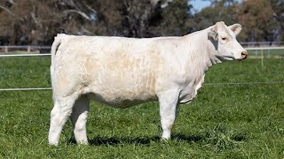 Ascot Cattle LOT 202 [upl. by Atir632]