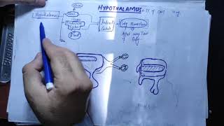 Neuronantomy Chapter 13 part 1Hypothalamusconnections of HypothalamusFunction of Hypothalamus [upl. by Eolcin]