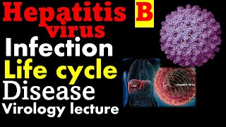 Hepatitis B virus  Structure replication transmission [upl. by Nnaeiluj845]