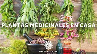 La Mejor Medicina Natural Que Debes Tener En Casa  Plantas Medicinales Herbolaria En Casa🪴🌿💚 [upl. by Vaules]