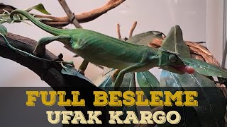 SÜRÜNGENLERİMİZİN HEPSİNİ BESLİYORUM CANLI YEM KARGO [upl. by Yuh]