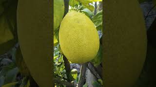 Pomelo fruit plant [upl. by Ermentrude]