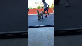 Nutmegging My Dog Lol [upl. by Sevein]