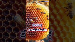 తేనెటీగల్లో అనిషేక జననంParthenogenesis in Bees facts biology animalkingdom sciencefacts [upl. by Esereht]