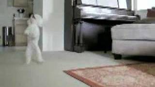 Best toy poodle tricks [upl. by Berardo681]