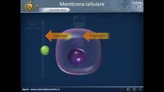 Membrana cellulare  Esoendocitosi [upl. by Leiahtan]