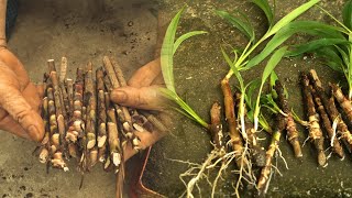 How to Easily Propagate Cordyline Ti Plants from Cuttings A StepbyStep Guide Gardening [upl. by Adnauq]