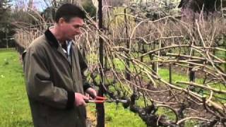 How to Prune a Grape Vine [upl. by Rabush]