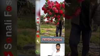 Shrub rose flower plant satisfying shortsvideo shortsfeed reels vairalshort rose flowers yt [upl. by Ragouzis]