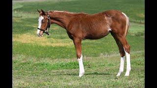 quotGemmaquot  May 2024 APHAAQHA Filly  9122024 [upl. by Saibot]