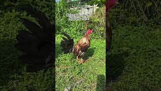 Exotic color chicken rooster [upl. by Otilopih]