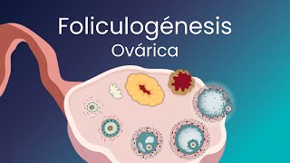 Foliculogénesis Proceso competo [upl. by Anerda]