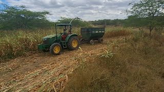 FIZEMOS A SILAGEM DE MILHO 🌽 PARA ALIMENTAR OS ANIMAIS NA ÉPOCA DE SECA [upl. by Yared]