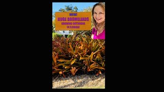 BROMELIAD GARDENS Huge Bromeliads Growing in the Ground Florida Gardening Shorts Shirley Bovshow [upl. by Atinihc]