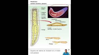 Sistema circulatorio y órganos que intervienen en los platelmintos [upl. by Notslar]