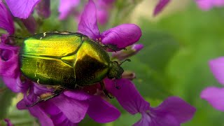 Cetonia aurata the rose chafer [upl. by Tisman145]