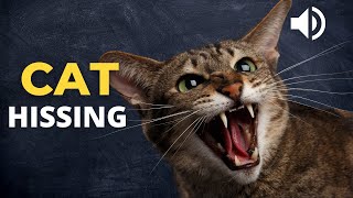 Cat Hissing and Growling Sound effects to get your Cats Attention [upl. by Adnolahs]