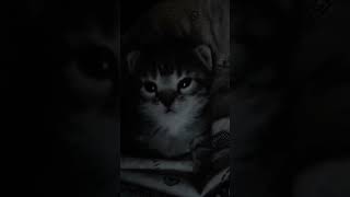 scared kitty catmemes memes cat [upl. by Henden]