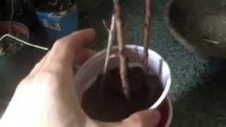 Aronia Chokeberry Cutting Propagation Indoors [upl. by Elimay]