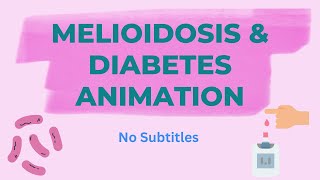 Melioidosis Animation with Diabetes [upl. by Dudden590]