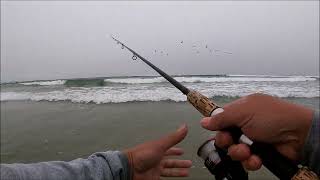 Surf fishing pismo oceano dune 7112022 [upl. by Namlas]