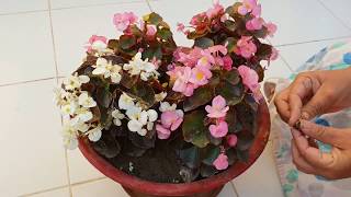 Care of Begonia Plant  How to Grow and Care Begonia Plant  Fun Gardening [upl. by Stent]