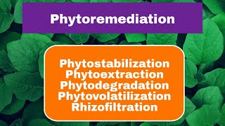 Phytoremediation in Hindi [upl. by Kassandra]