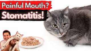 Stomatitis in the Cat Painful and inflamed mouth Dr Dan explains How to treat and fix stomatitis [upl. by Atwater]