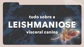 O que é Leishmaniose Visceral Canina  Petz TV Cuidados [upl. by Nrubliw226]