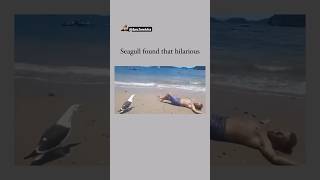 Oh My God😰Wait For End😳He made that Bird Laugh😳😂 viralcontent reels tiktok animals funny [upl. by Eniamreg]