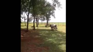 Goat Knocks Out Cow With a Headbutt [upl. by Derna]