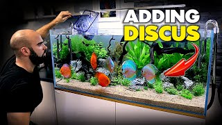 ADDING THE DISCUS Planted Discus Aquarium Build EP4  MD Fish Tanks [upl. by Cuttler746]