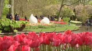 Tulip Mania in Keukenhof  Euromaxx [upl. by Aisela]